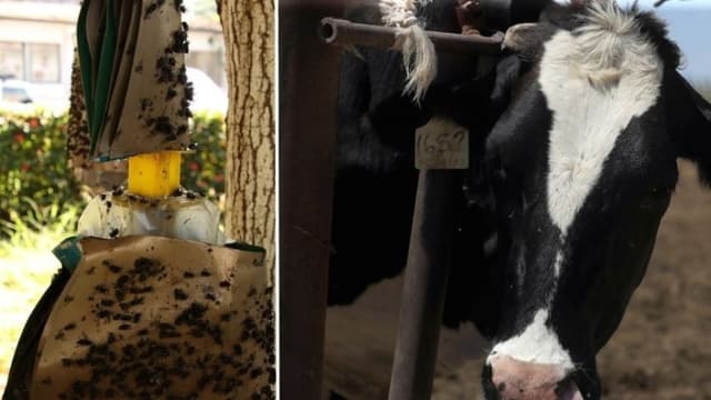 USDA liberará moscas estériles en Texas para combatir parásitos del GBG