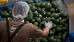 La extorsión resta hasta un 5 % el valor del aguacate, la estrella del Super Bowl