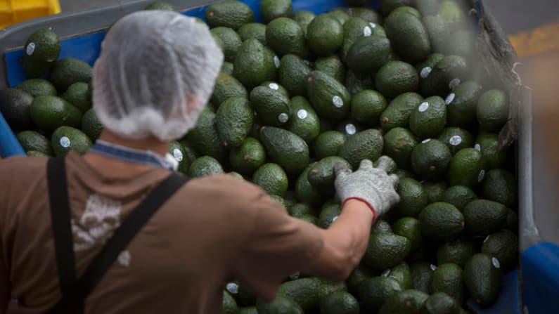 La extorsión resta hasta un 5 % el valor del aguacate, la estrella del Super Bowl