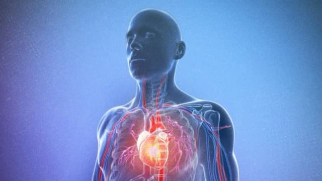 El músculo cardíaco humano se regenera tras un infarto, según descubren los científicos