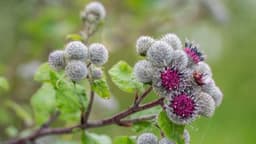 La bardana y sus beneficios para la salud