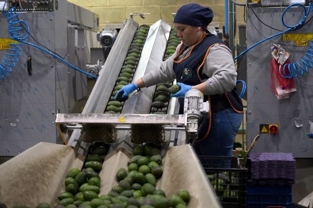 Un trabajador selecciona aguacates en una planta de envasado en el municipio de Uruapan, estado de Michoacán, México, el 5 de febrero de 2025. (ALFREDO ESTRELLA/AFP vía Getty Images)