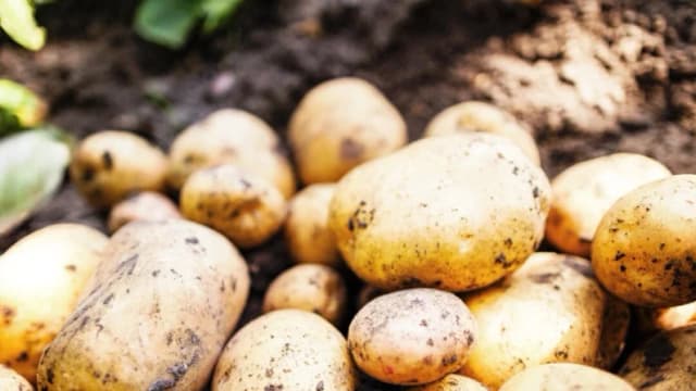 El truco de las papas para calmar el estómago, controlar el azúcar y hasta perder peso