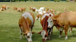 “Estados Unidos primero” debería significar carne de vacuno estadounidense