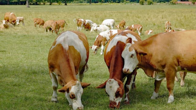 “Estados Unidos primero” debería significar carne de vacuno estadounidense