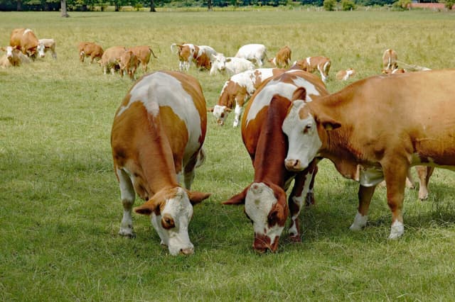 Imagen ilustrativa: (Pixabay/StephanieAlbert).