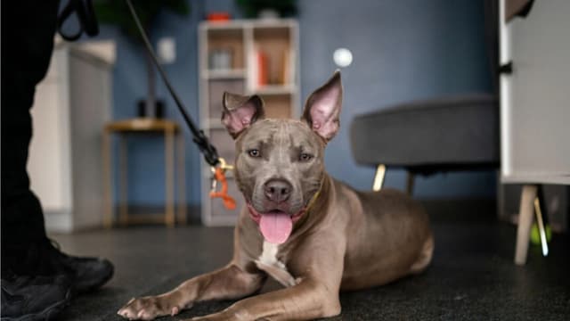 Agencias federales lanzan campaña coordinada contra peleas de perros