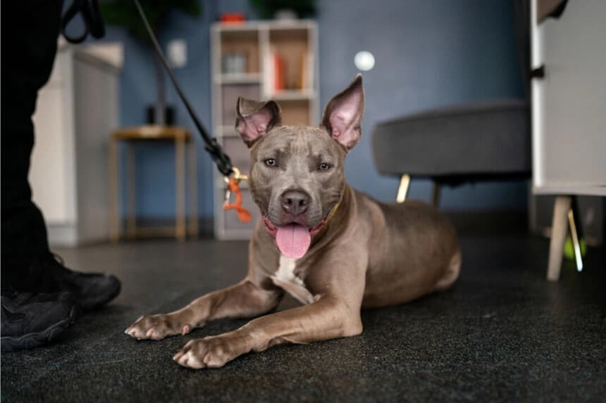 Un especialista en comportamiento y una perra pitbull terrier en un centro ASPCA (Sociedad Estadounidense para la Prevención de la Crueldad hacia los Animales) en la ciudad de Nueva York, el 18 de julio de 2024. (Adam Gray/Getty Images)
