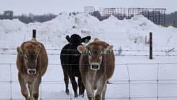 Texas y México se unen para detener la propagación del gusano barrenador