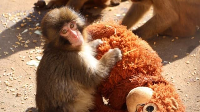 ¡Una madre peluche! Mono abandonado y su inseparable "mamá" conquistan las redes sociales