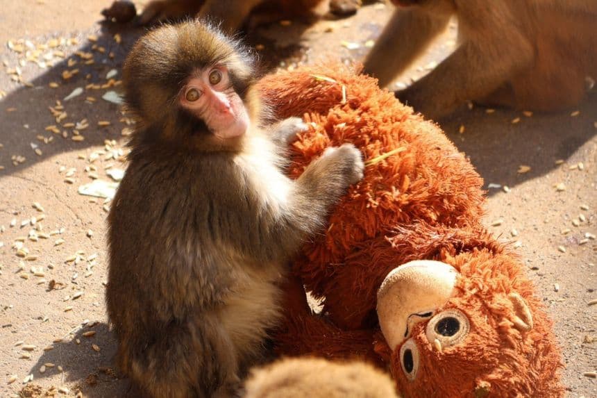 ¡Una madre peluche! Mono abandonado y su inseparable "mamá" conquistan las redes sociales