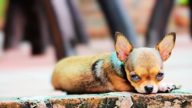 Chihuahua permanece junto al cuerpo de su dueño tras mortal desastre aéreo