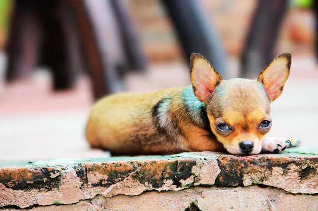 Pequeño chihuahua. Imagen ilustrativa (Contenido de Pixabay)