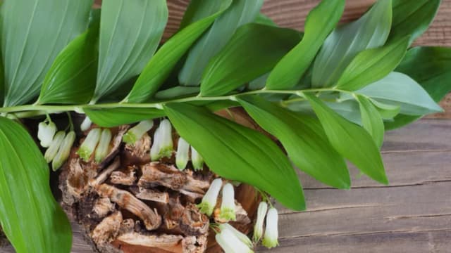 La hierba de la longevidad, raíz de Polygonatum (Huang Jing)