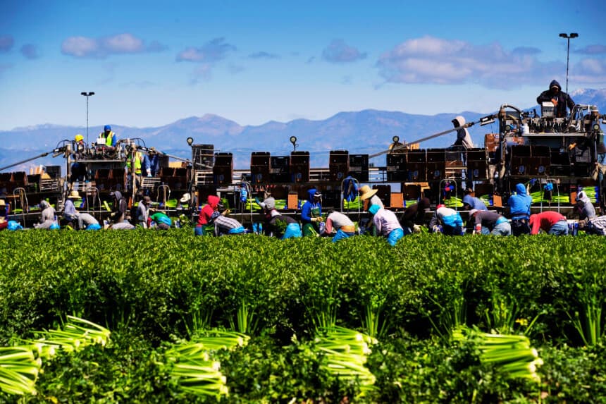 Trabajadores agrícolas de Bud Farms cosechan apio para el consumo estadounidense y la exportación el 26 de marzo de 2020 en Oxnard, California. (Brent Stirton/Getty Images)