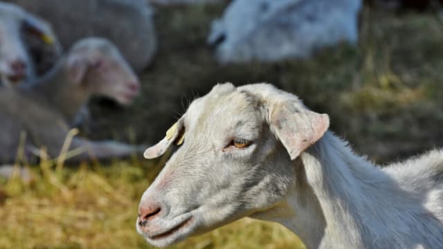 El costo oculto del sacrificio de animales en Estados Unidos