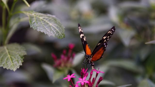 Repunta presencia de mariposa monarca en México, aunque preocupa uso de plaguicidas en EE. UU.