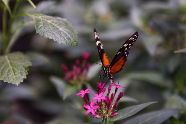 Fotografía de archivo del 10 de abril de 2021 de una mariposa monarca en el mariposario del Zoológico de Chapultepec en Ciudad de México. La superficie de bosque ocupada por la mariposa monarca en México durante la temporada 2025-2026 alcanzó las 2.93 hectáreas, un aumento del 64 % respecto a las 1.79 hectáreas del periodo anterior, según informó este martes la titular de la Secretaría de Medio Ambiente y Recursos Naturales (Semarnat), Alicia Bárcena. (EFE/Sáshenka Gutiérrez/ARCHIVO)