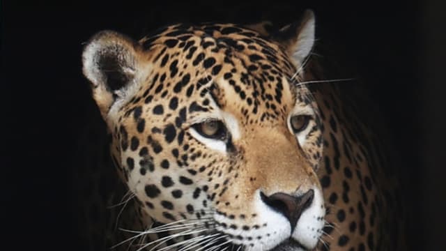 El estado mexicano de Guanajuato registra por vez primera la presencia del jaguar