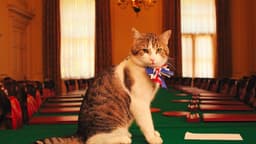 Protestas por prohibición de gato lo traen de regreso al supermercado en el que alegra a clientes