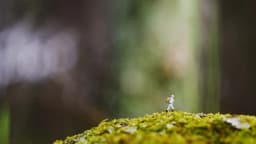 Disciplinas silenciosas, el secreto detrás de una buena vida