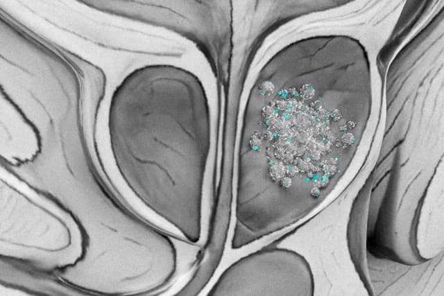 (The Epoch Times/Shutterstock)