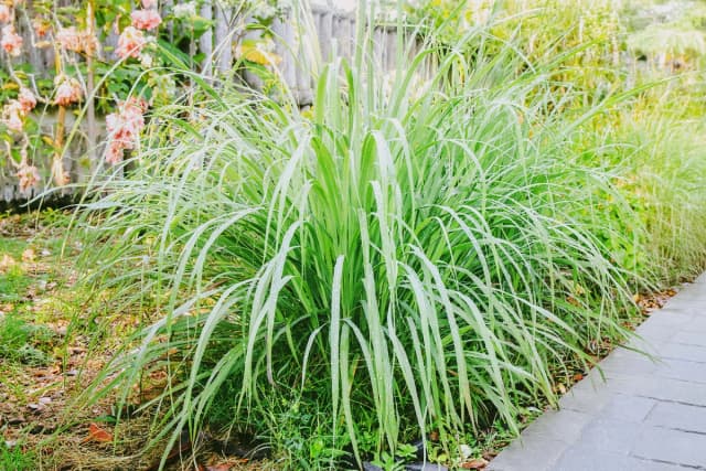 Imagen iustrativa (Banprik / Shutterstock)