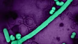 Los datos de los CDC indican que la temporada de gripe está llegando a su fin