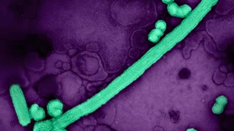 Los datos de los CDC indican que la temporada de gripe está llegando a su fin