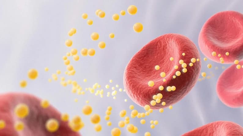 El sistema ignorado que podría ser clave para la salud cardíaca