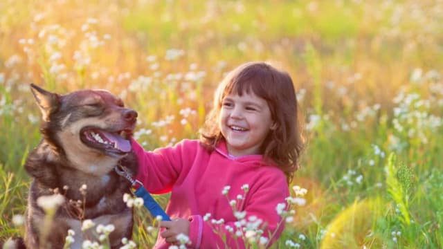 Compañerismo fiel: Argumentos a favor de tener un perro