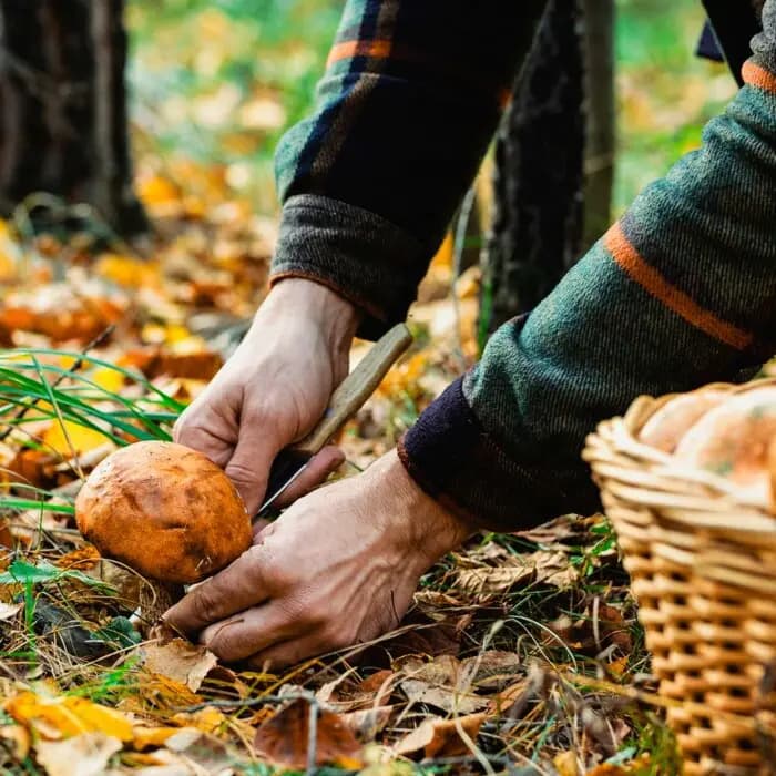Una guía para reconectar con la naturaleza. (Pressmaster/Shutterstock).