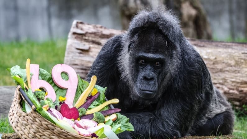 La gorila más longeva del mundo cumple 69 años en el zoo de Berlín