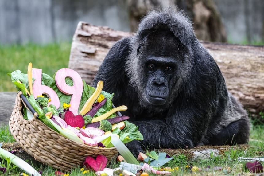 La gorila más longeva del mundo cumple 69 años en el zoo de Berlín