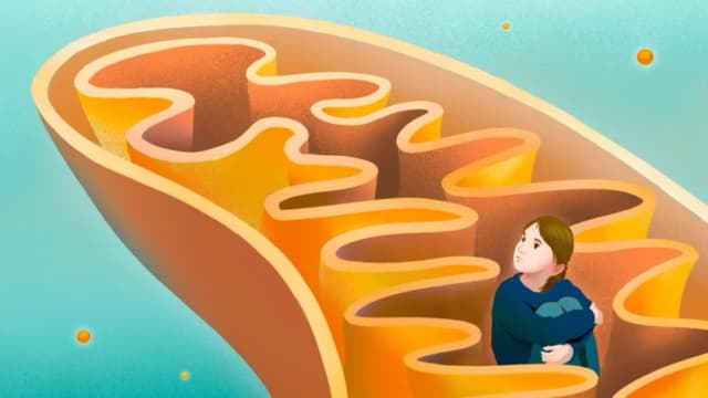 La disfunción mitocondrial: Un factor subyacente del autismo. ¿Qué puede ayudar?