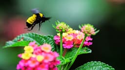 México, líder en miel, actúa ante plaga que diezma abejas y pone en riesgo seguridad alimentaria