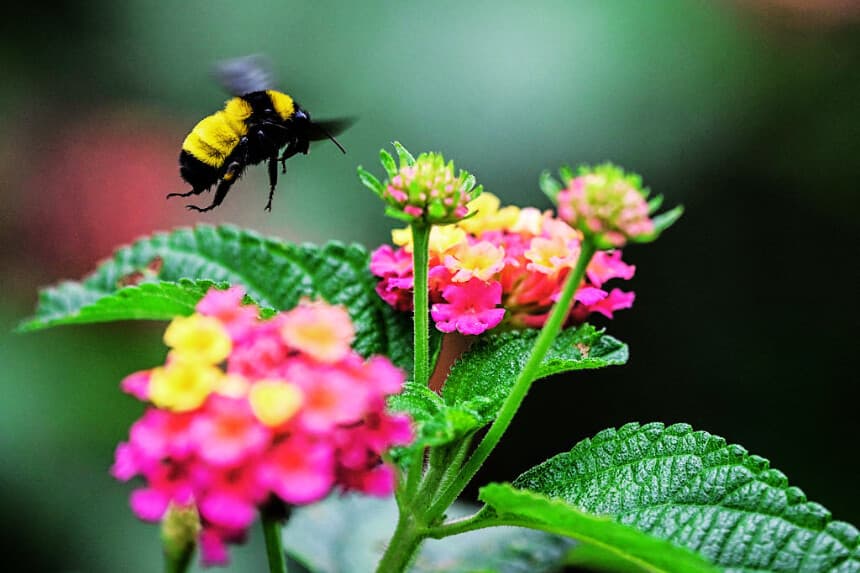 Un abejorro común (Bombus terrestris) sobrevuela las flores del Jardín Botánico del Bosque de Chapultepec, en la Ciudad de México, el 2 de julio de 2025. (YURI CORTEZ/AFP vía Getty Images)