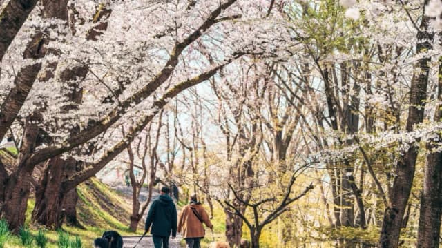 Fatiga primaveral: Cómo recuperar su energía con el poder de la primavera
