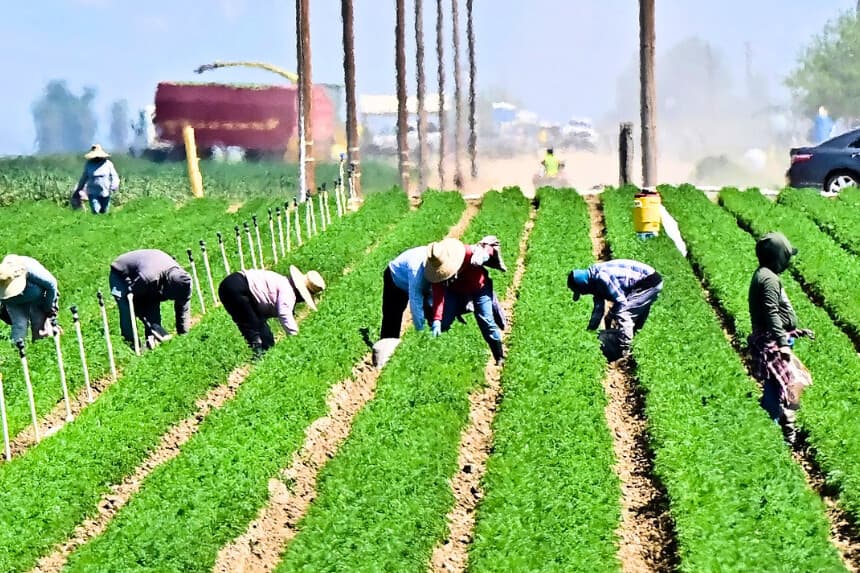Trabajadores agrícolas en los campos al sur de Bakersfield, en el condado de Kern, el granero de California, el 9 de abril de 2025. (Frederic J. Brown/AFP vía Getty Images).