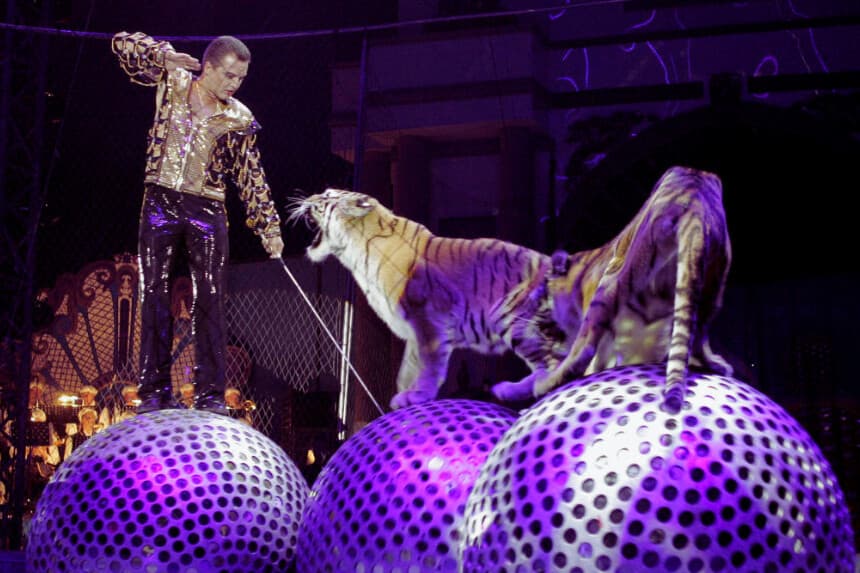 Mstislav Zapashny Jr., que proviene de una conocida dinastía circense de Rusia, actúa con sus tigres en Moscú, el 2 de octubre de 2005. Imagen Ilustrativa (TATYANA MAKEYEVA/AFP vía Getty Images)