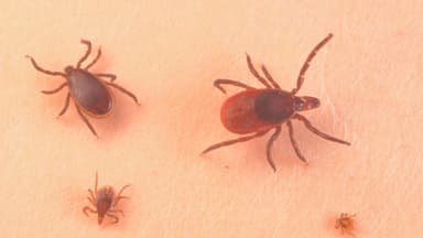 Residentes del condado de Orange: Protéjanse de picaduras de garrapatas y mosquitos