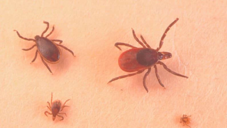 Residentes del condado de Orange: Protéjanse de picaduras de garrapatas y mosquitos