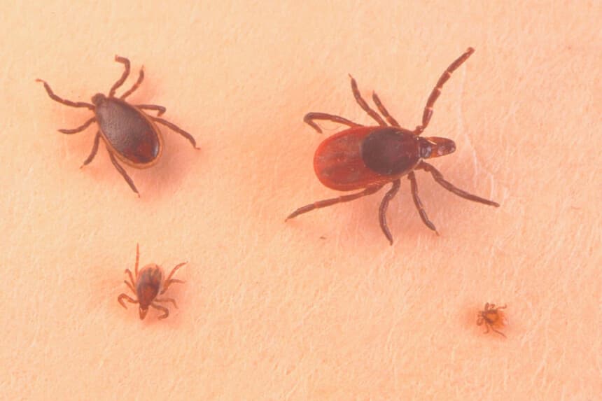Garrapatas, en una fotografía de archivo sin fecha. (Getty Images).