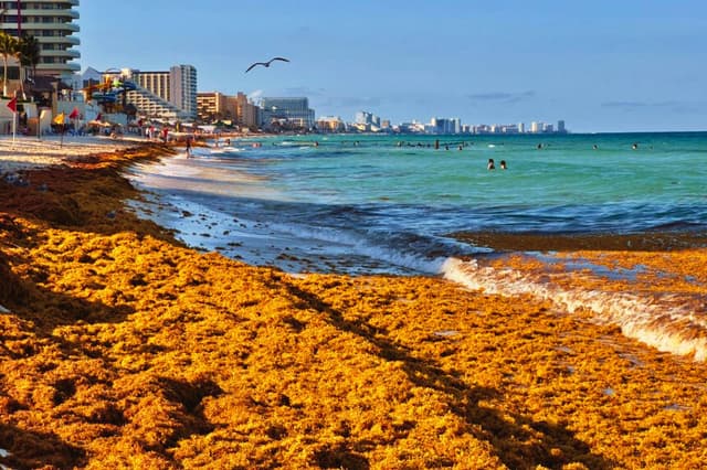 El 23 de mayo de 2023, se acumulan montones de algas sargazo a lo largo de la costa en una playa de Cancún, en el estado de Quintana Roo, México. (DANIEL SLIM/AFP vía Getty Images)