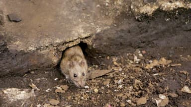 Hantavirus: virus poco frecuente pero mortal afecta a un crucero, a qué hay que prestar atención