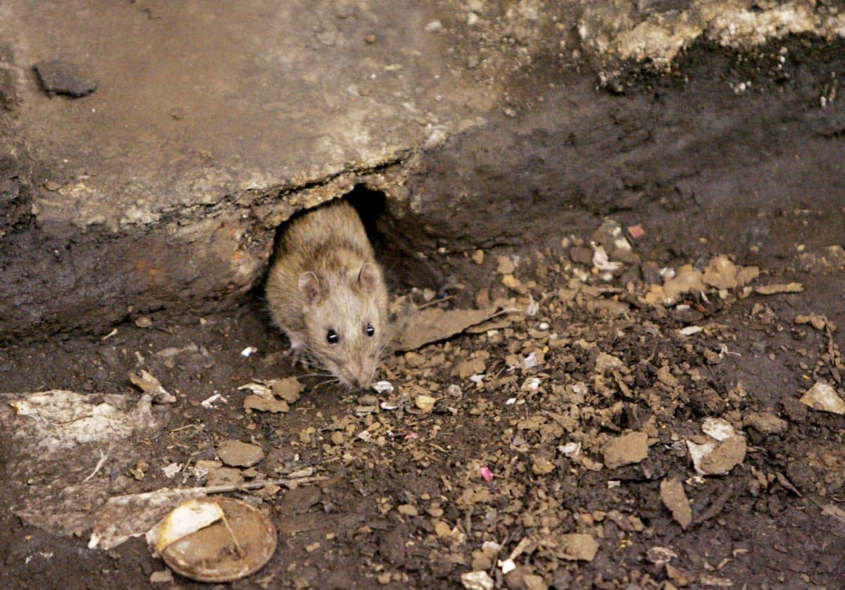 Se considera que los roedores son los principales transmisores del hantavirus. En esta foto de archivo se ve una rata en Brooklyn. (Julie Jacobson/AP).
