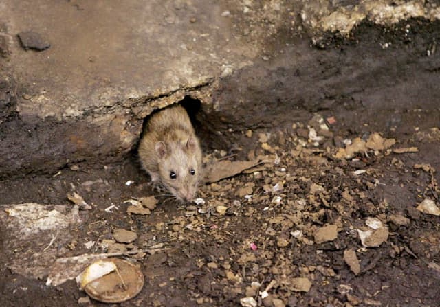 Se considera que los roedores son los principales transmisores del hantavirus. En esta foto de archivo se ve una rata en Brooklyn. (Julie Jacobson/AP).