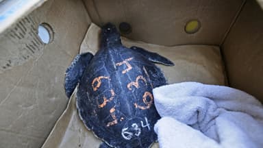 Caza furtiva de 1700 tortugas protegidas da lugar a cargos por tráfico ilegal en Arizona