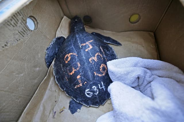 Una tortuga lora de Kemp, especie en peligro de extinción, que fue rescatada en Nueva Inglaterra y rehabilitada por el Audubon Nature Institute, se encuentra en una caja de frutas y verduras mientras es trasladada para ser liberada en el Golfo de México, a 24 millas de la costa de Luisiana, el 2 de enero de 2012. (Gerald Herbert/AP Photo).