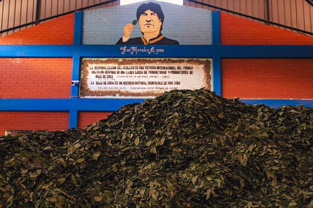 En la imagen se ven hojas de coca frente a un mural del expresidente de Bolivia Evo Morales en el mercado Coca Sacaba de Cochabamba, Bolivia, el 16 de octubre de 2025. ERNESTO BENAVIDES/AFP vía Getty Images)